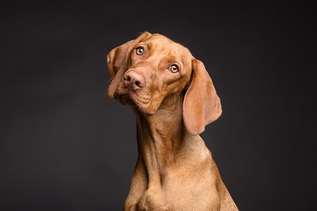 Redbone Coonhound on Black Background