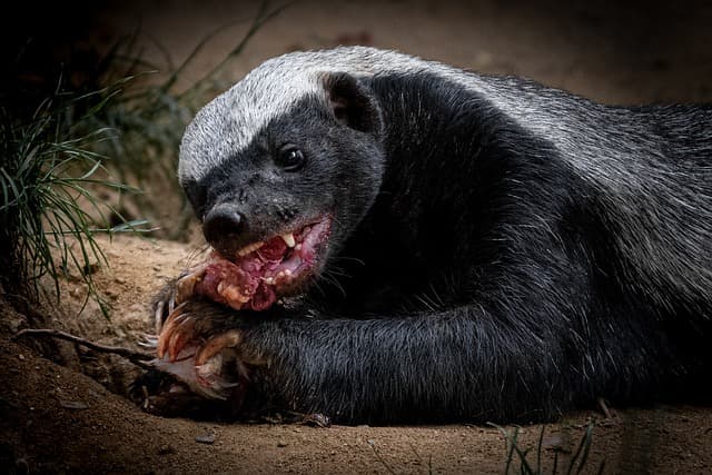 Skunk Eating Food