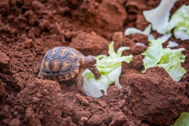 Small Turtle On Soil