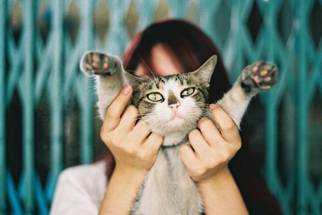 Tabby Cat in Woman Hands