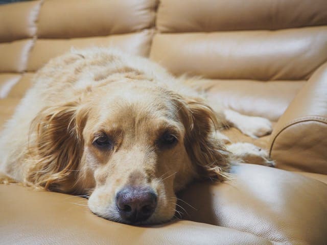 Tired cute purebred dog resting on comfortable sofa