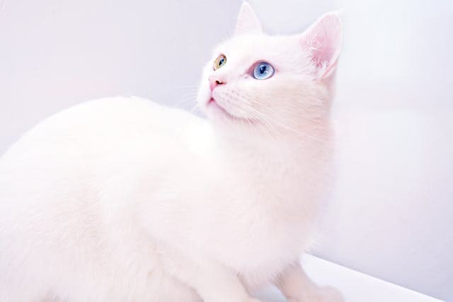 White cat with different colors of eyes