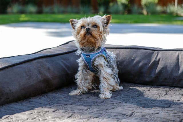 Yorkshire Terrier in Outdoor Dog Bed