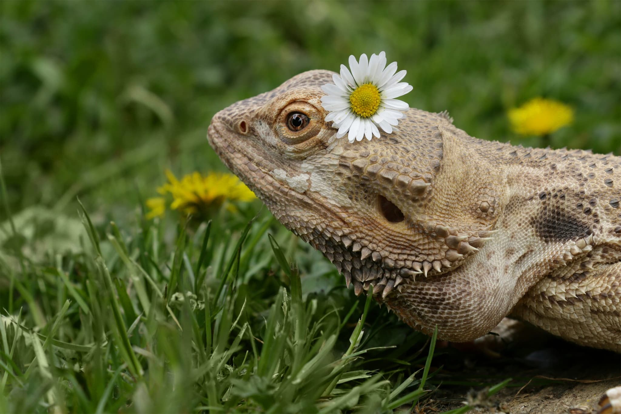 Bearded Dragon Unsplash