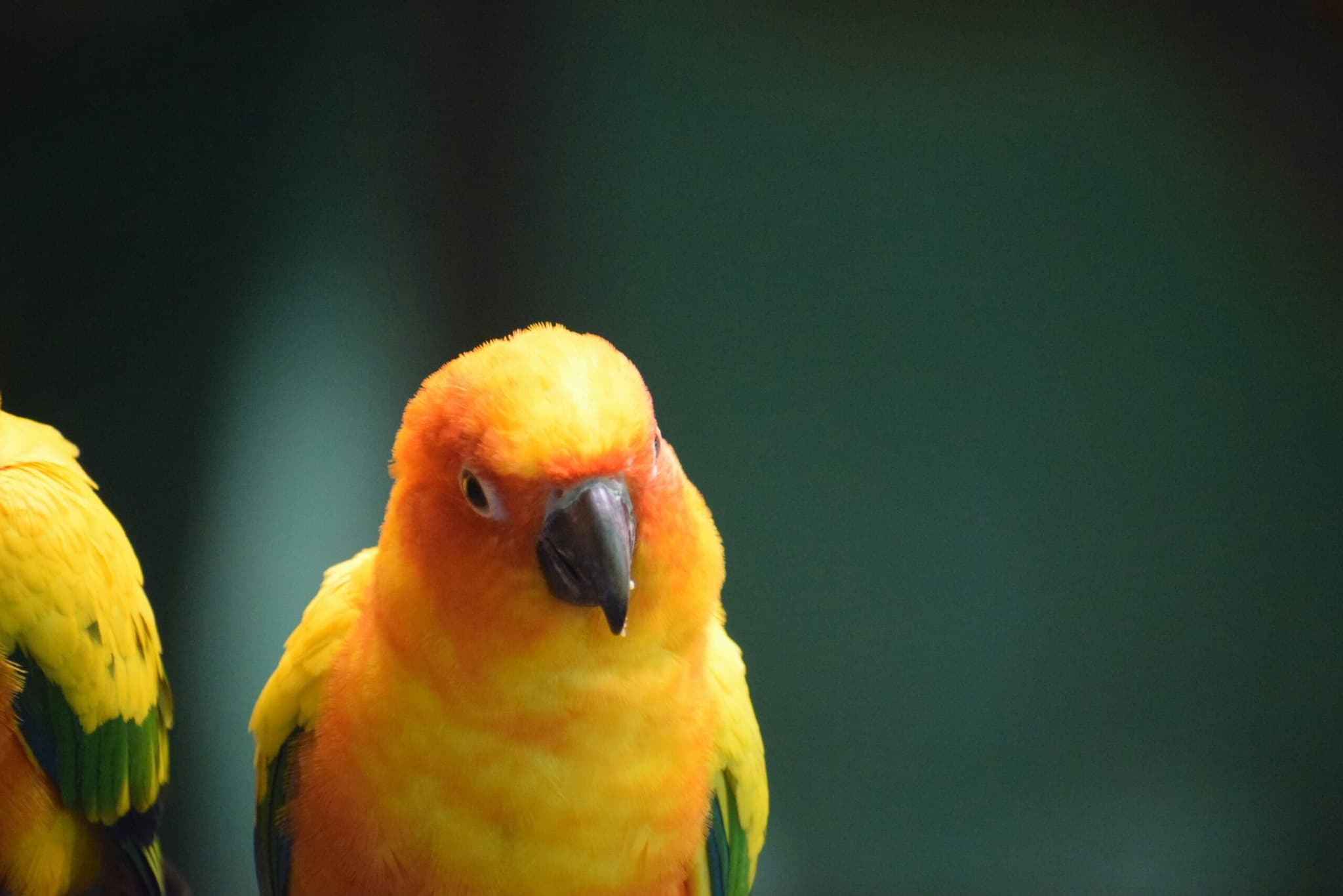 Bird