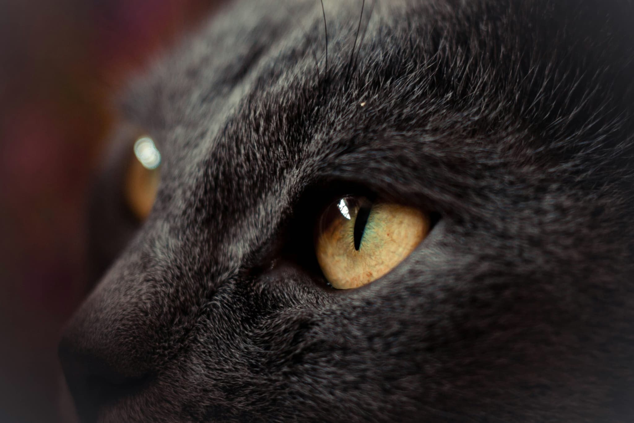 Cats Eyes Unsplash