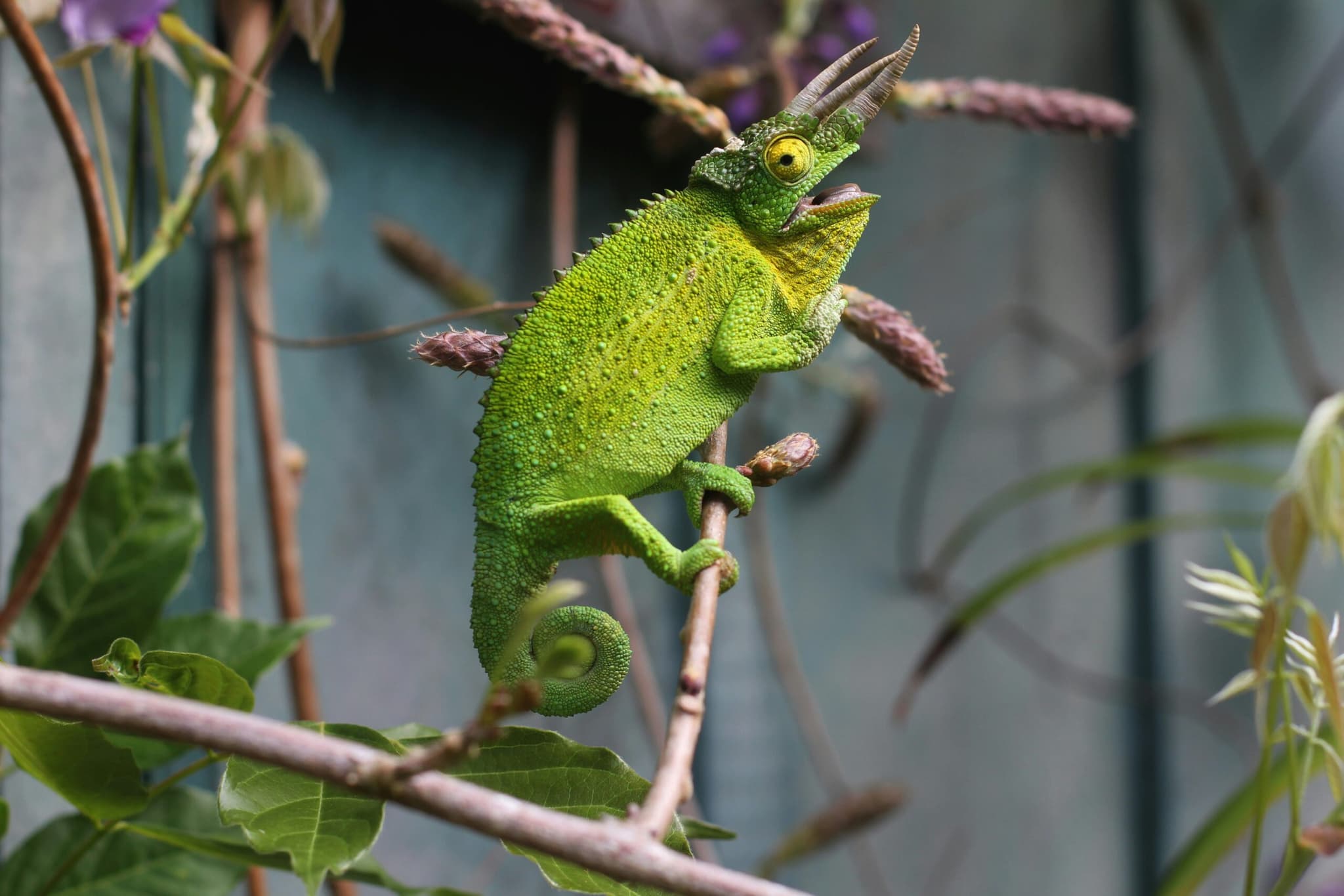 Picture of a chameleon on a branch