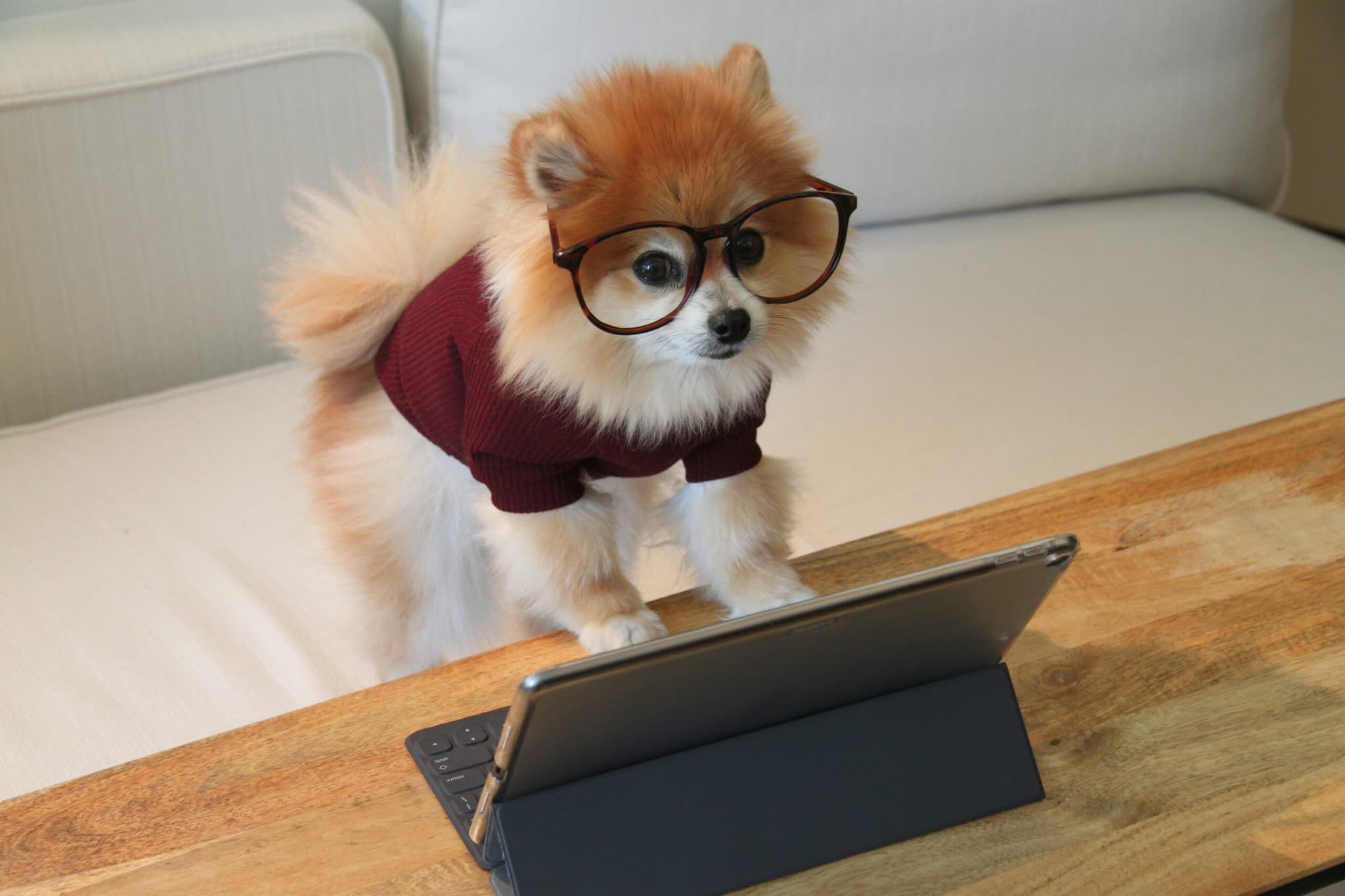 Cookie the Pom