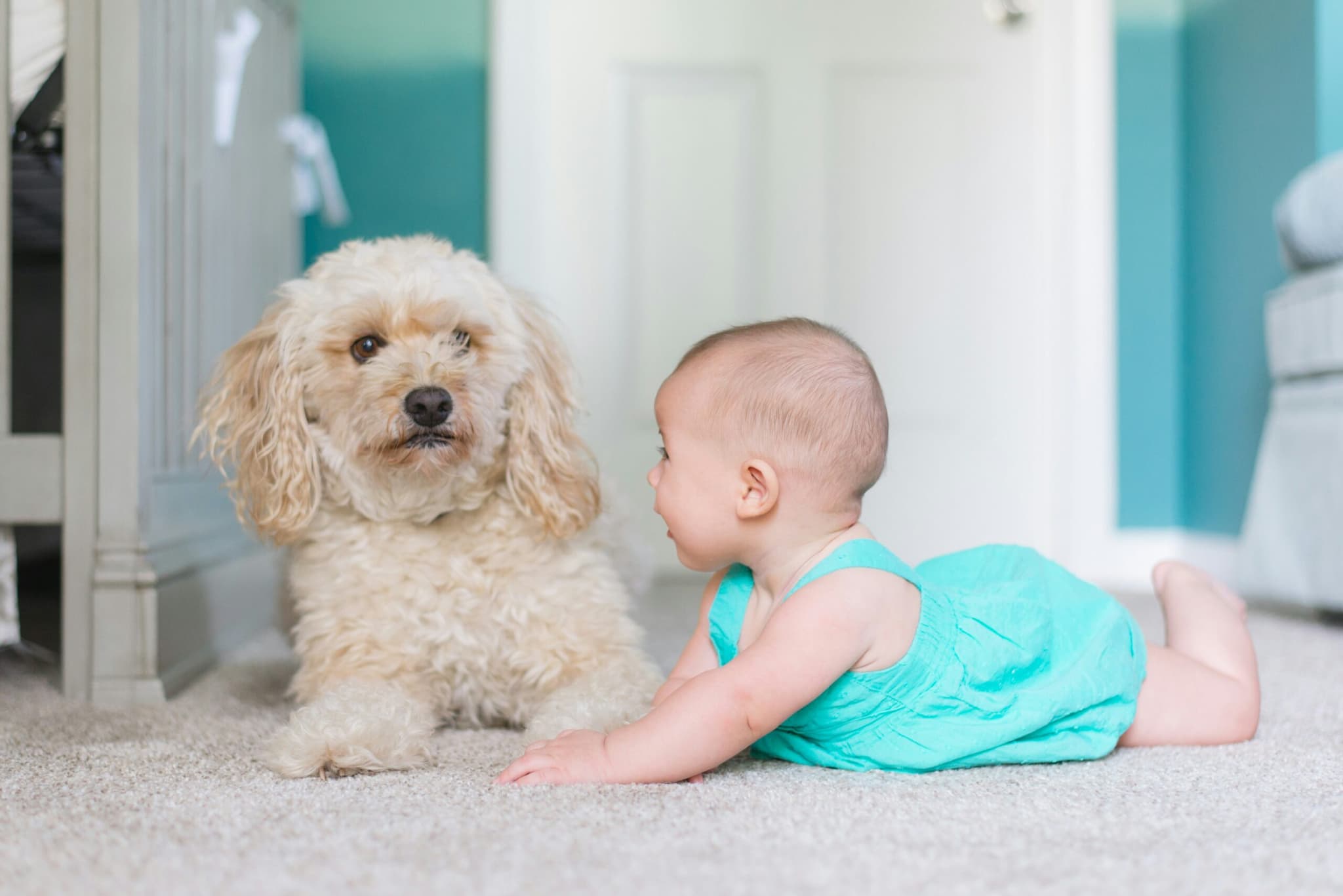 Dog Baby Picture