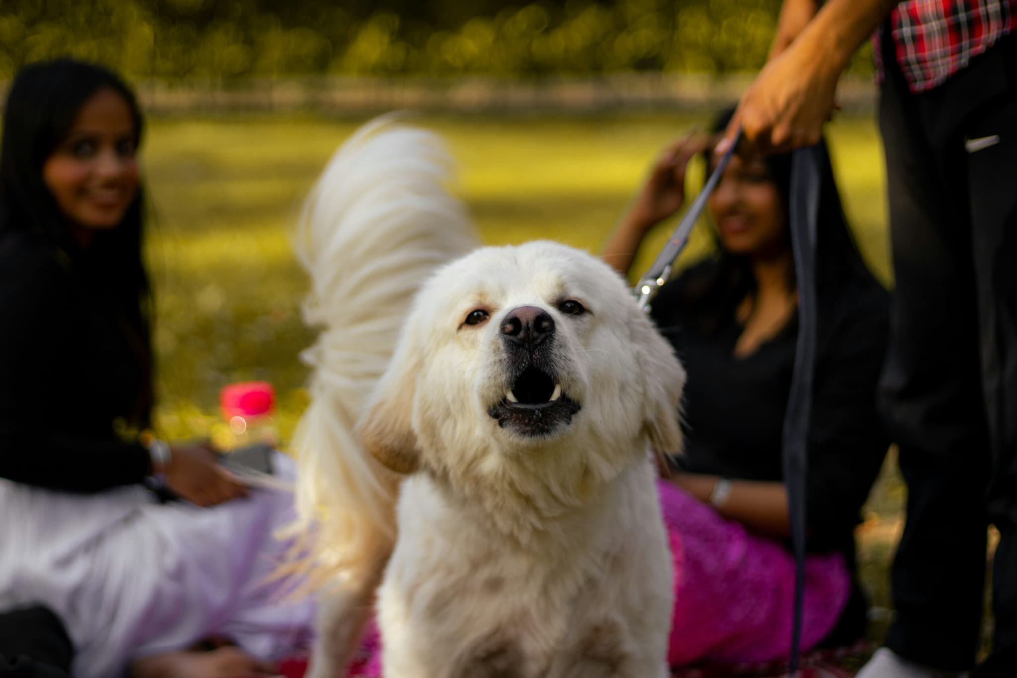 Dog Barking Picture