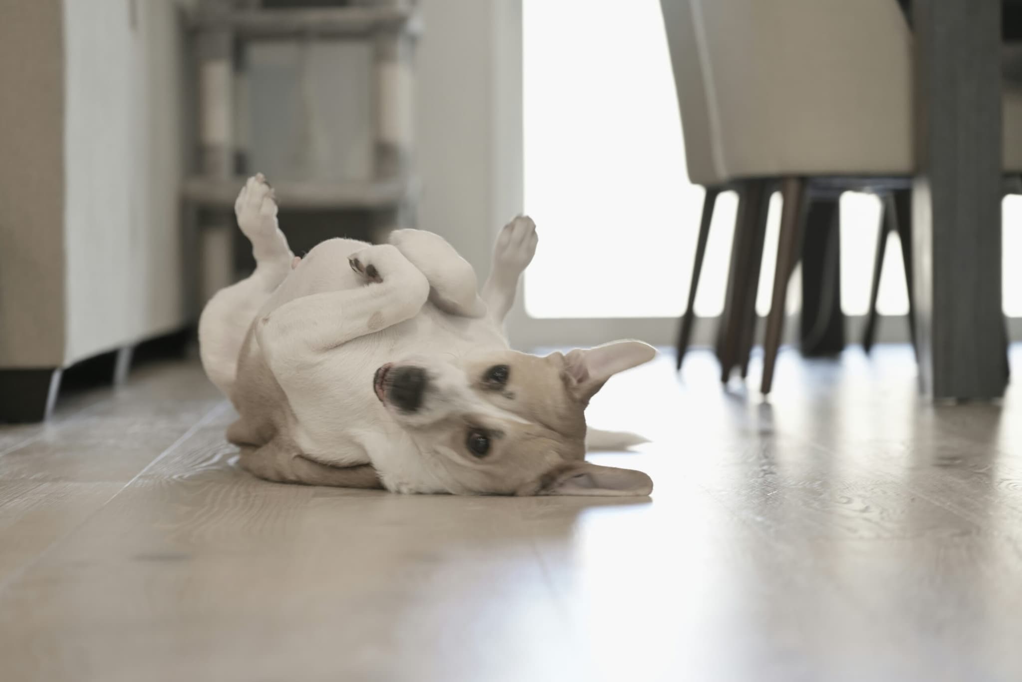 Dog Flea Picture
