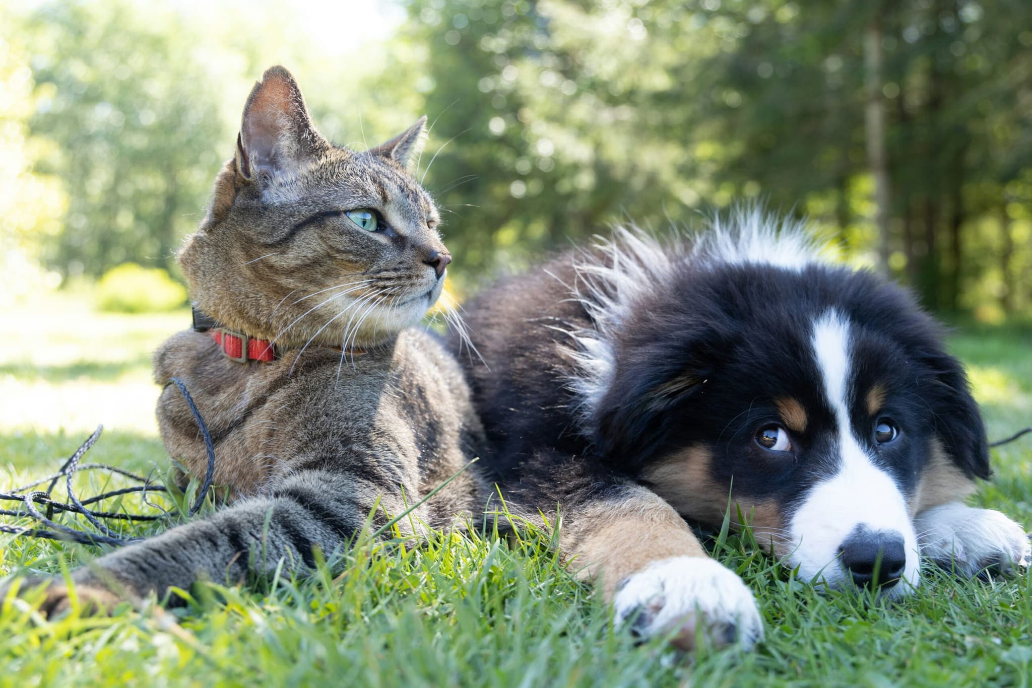 Dog and Cat Picture