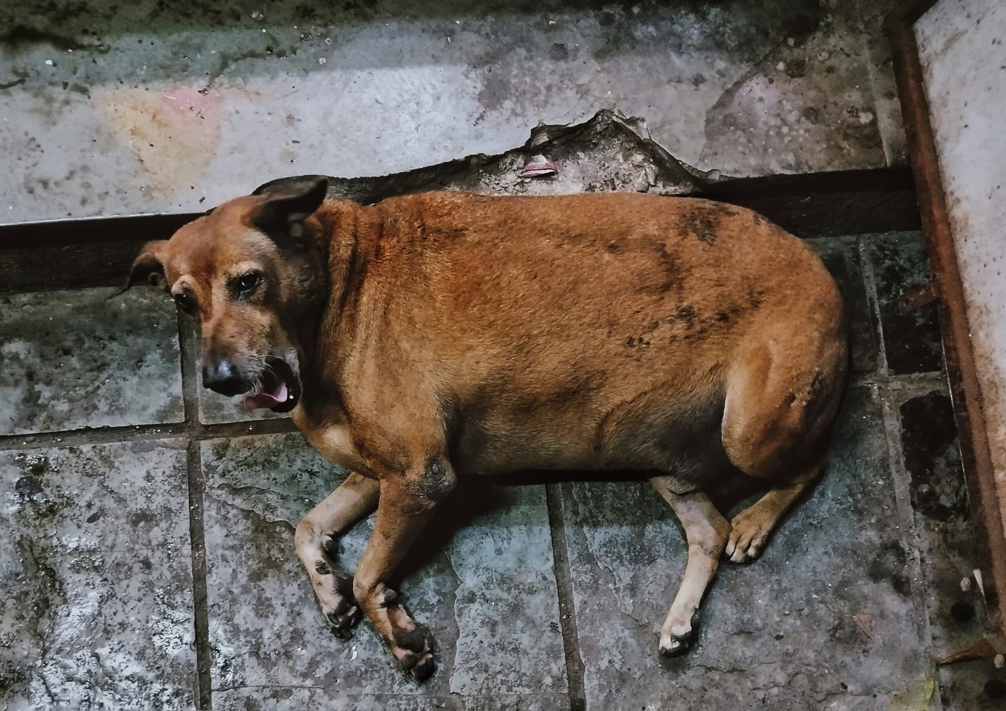 Fat Dog Picture