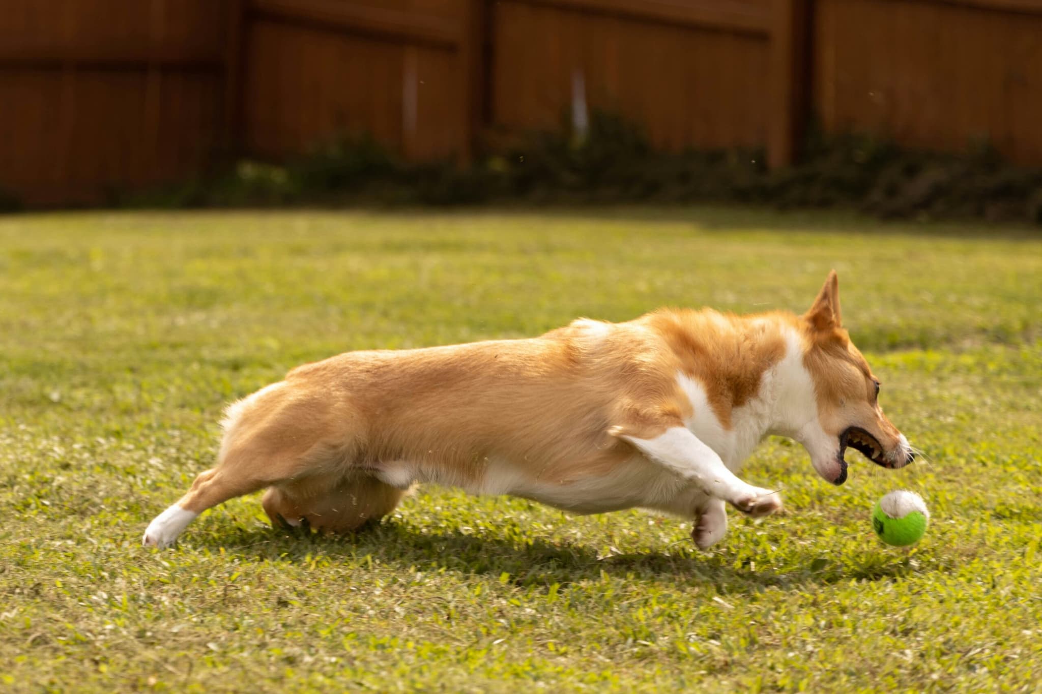 Fun Dog Picture
