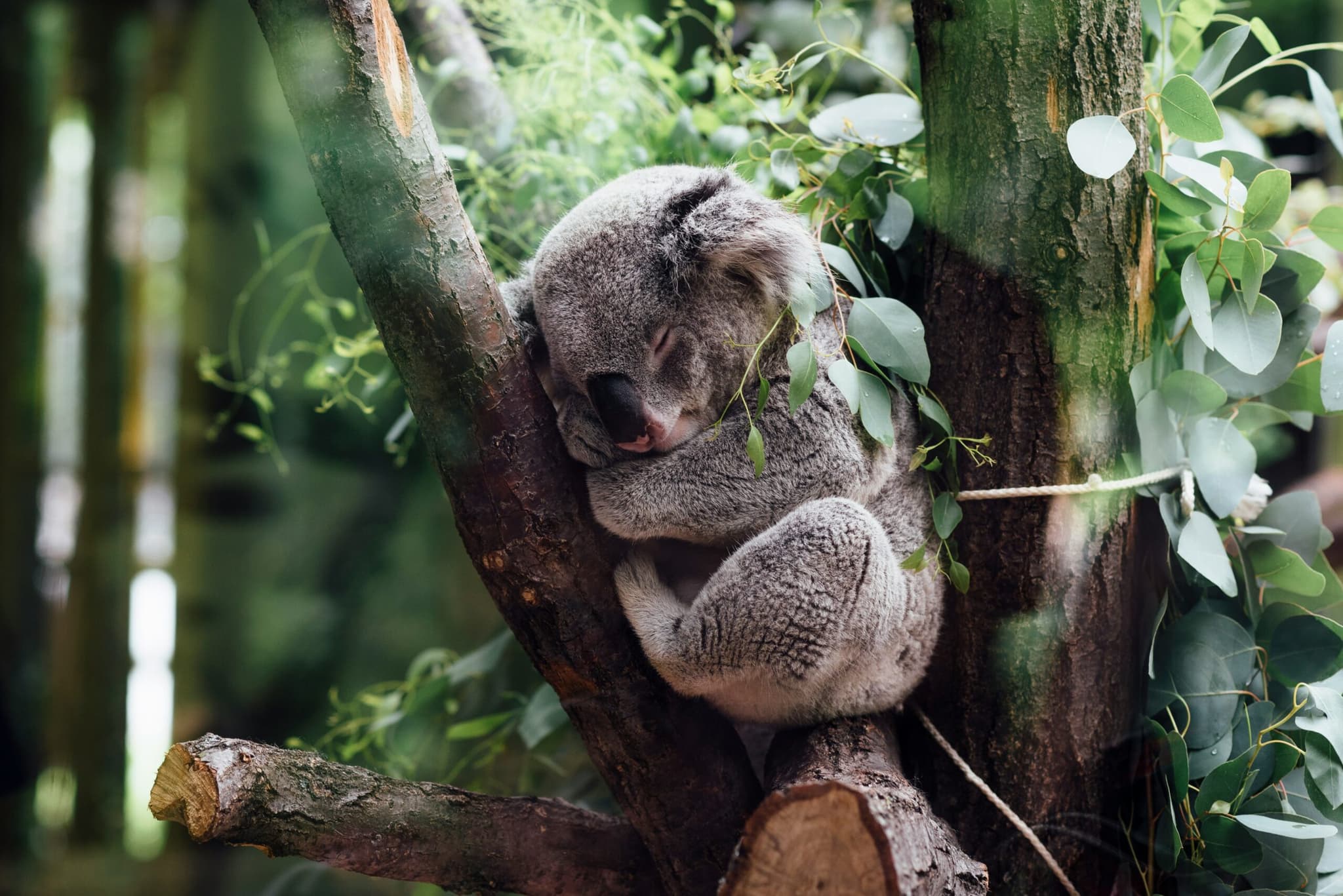 Koala Picture