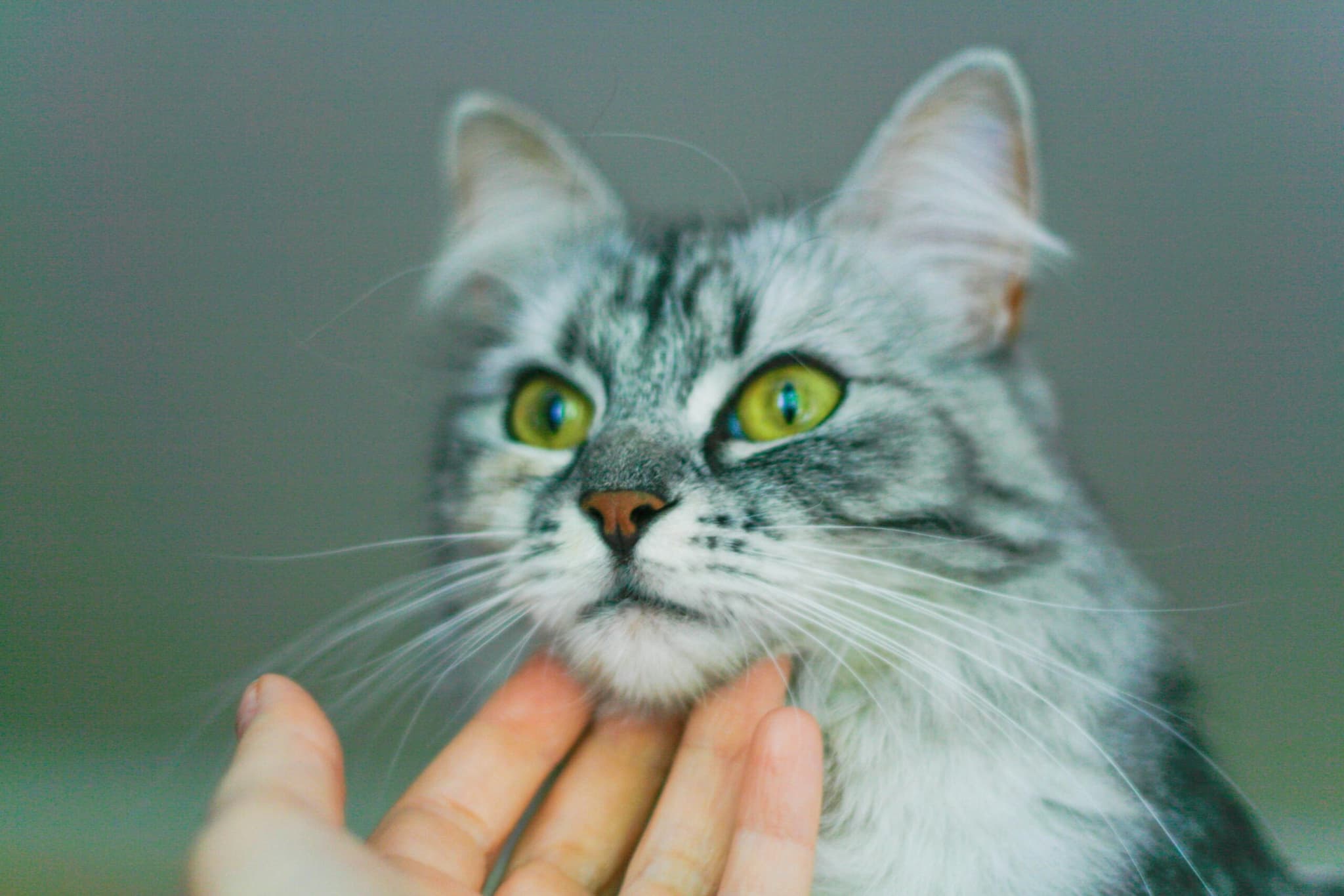 Pet Sensitivity Image