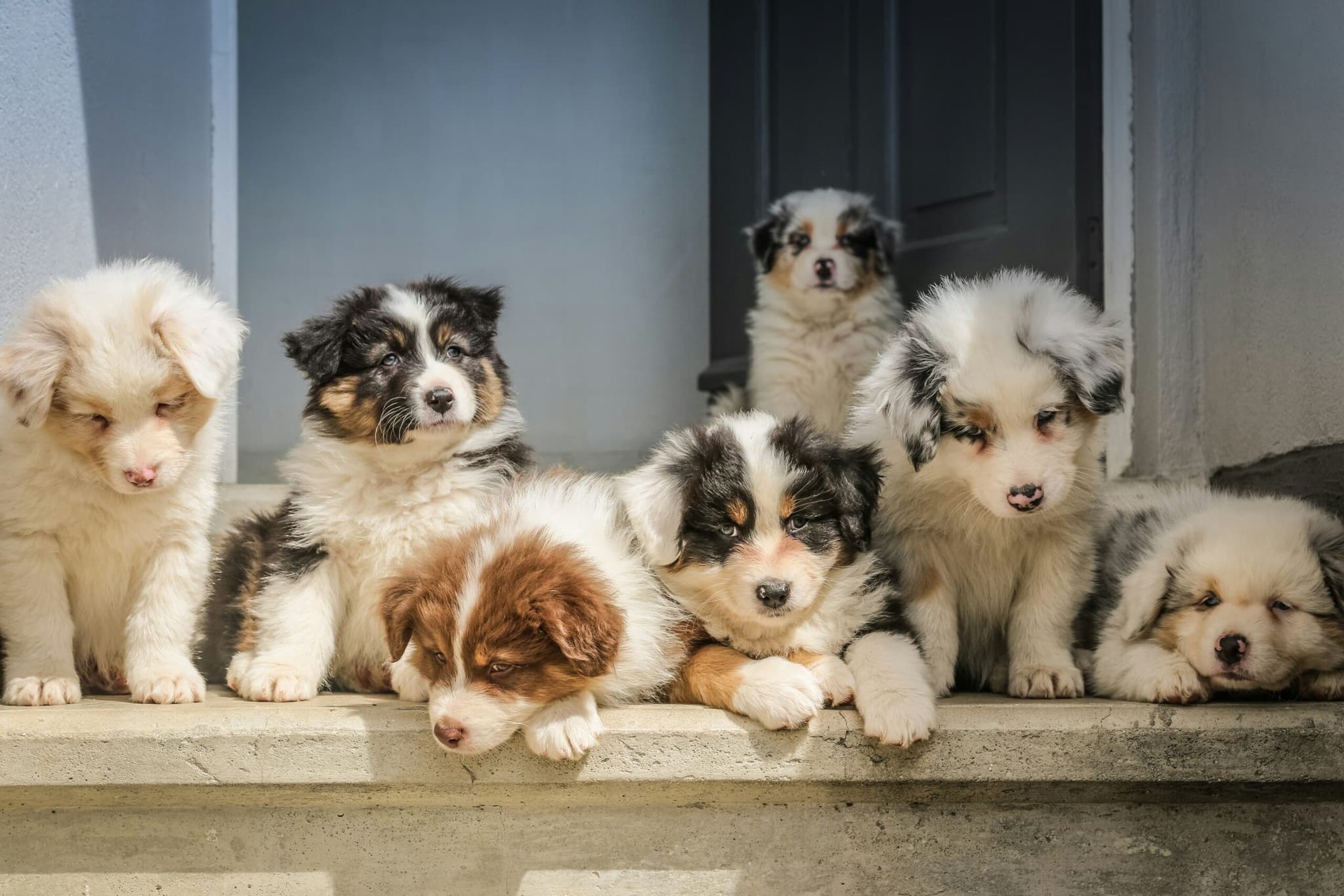 Puppy Socialize Image