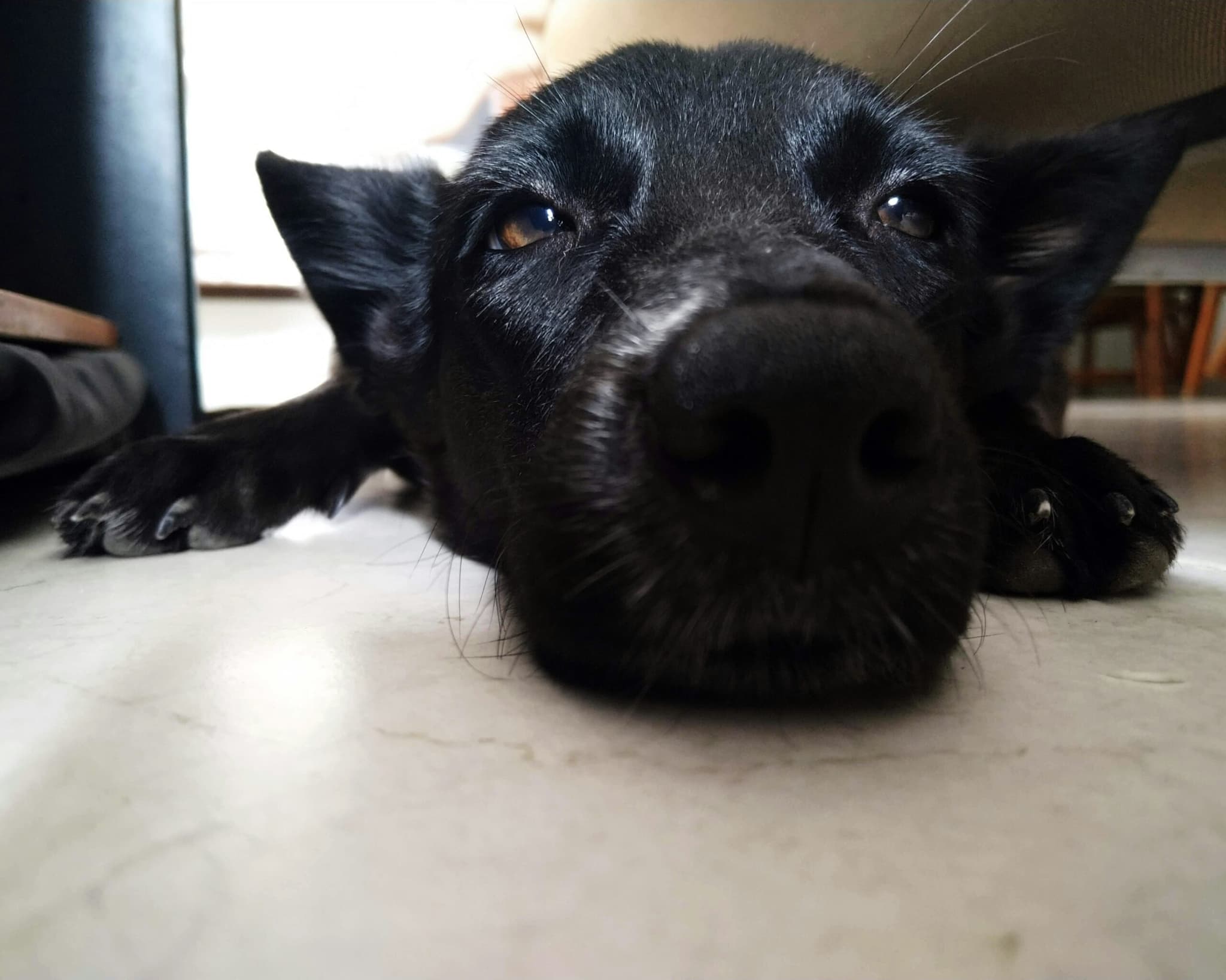 Sick Pet Picture