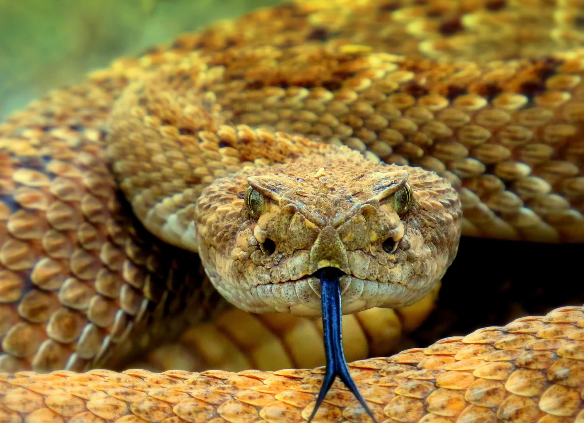 Snake Picture Hissing