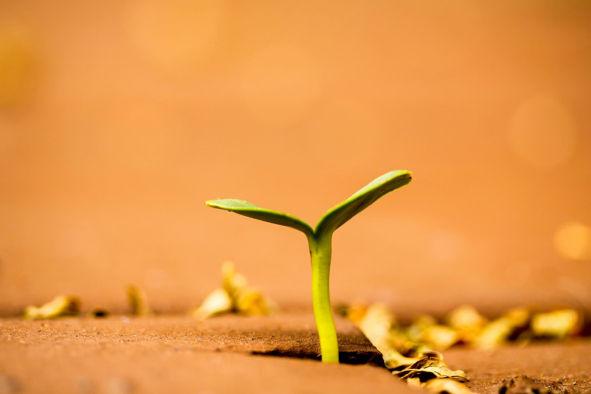 Sprout Picture from Unsplash