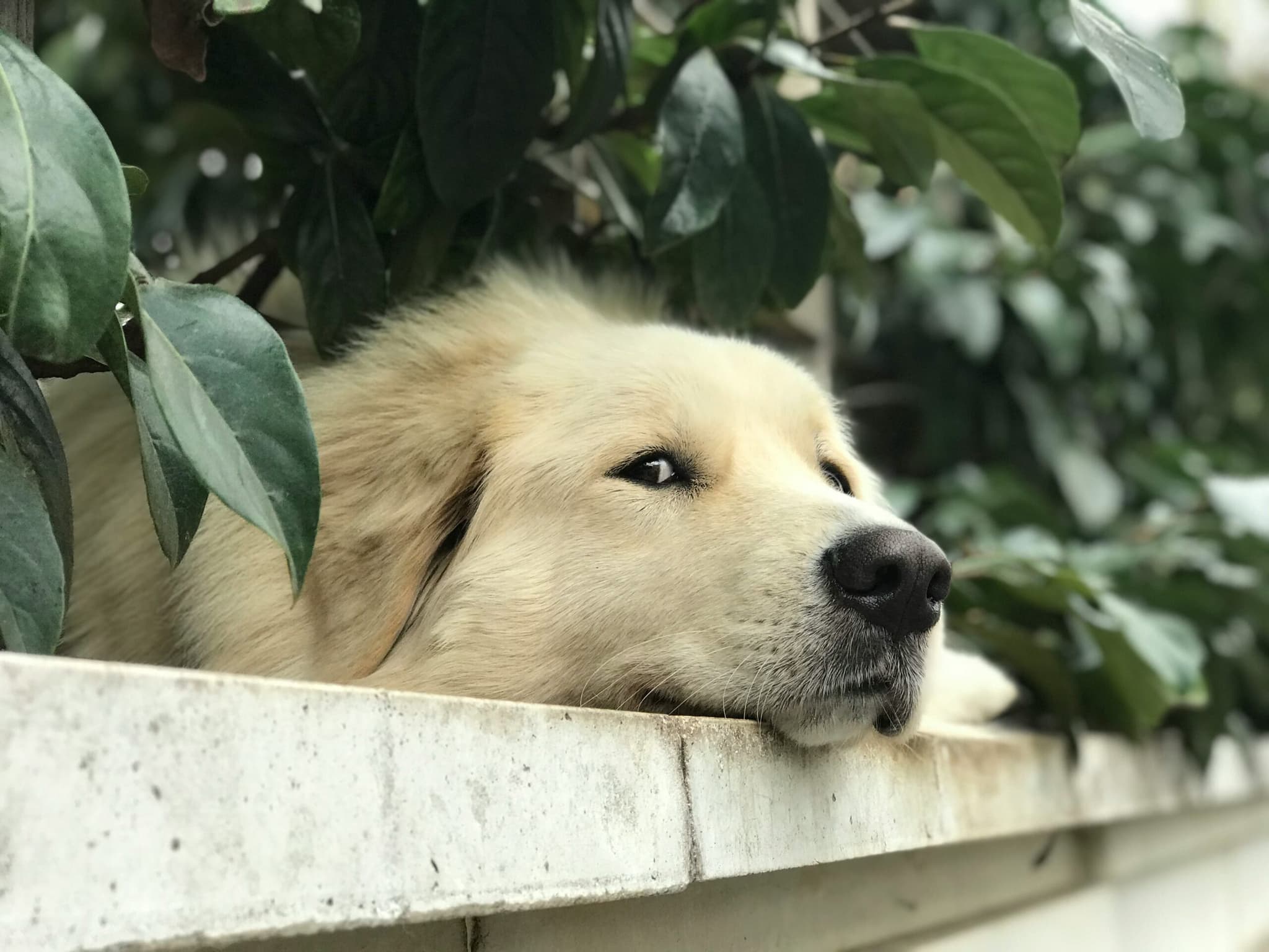 Dog Separation Anxiety