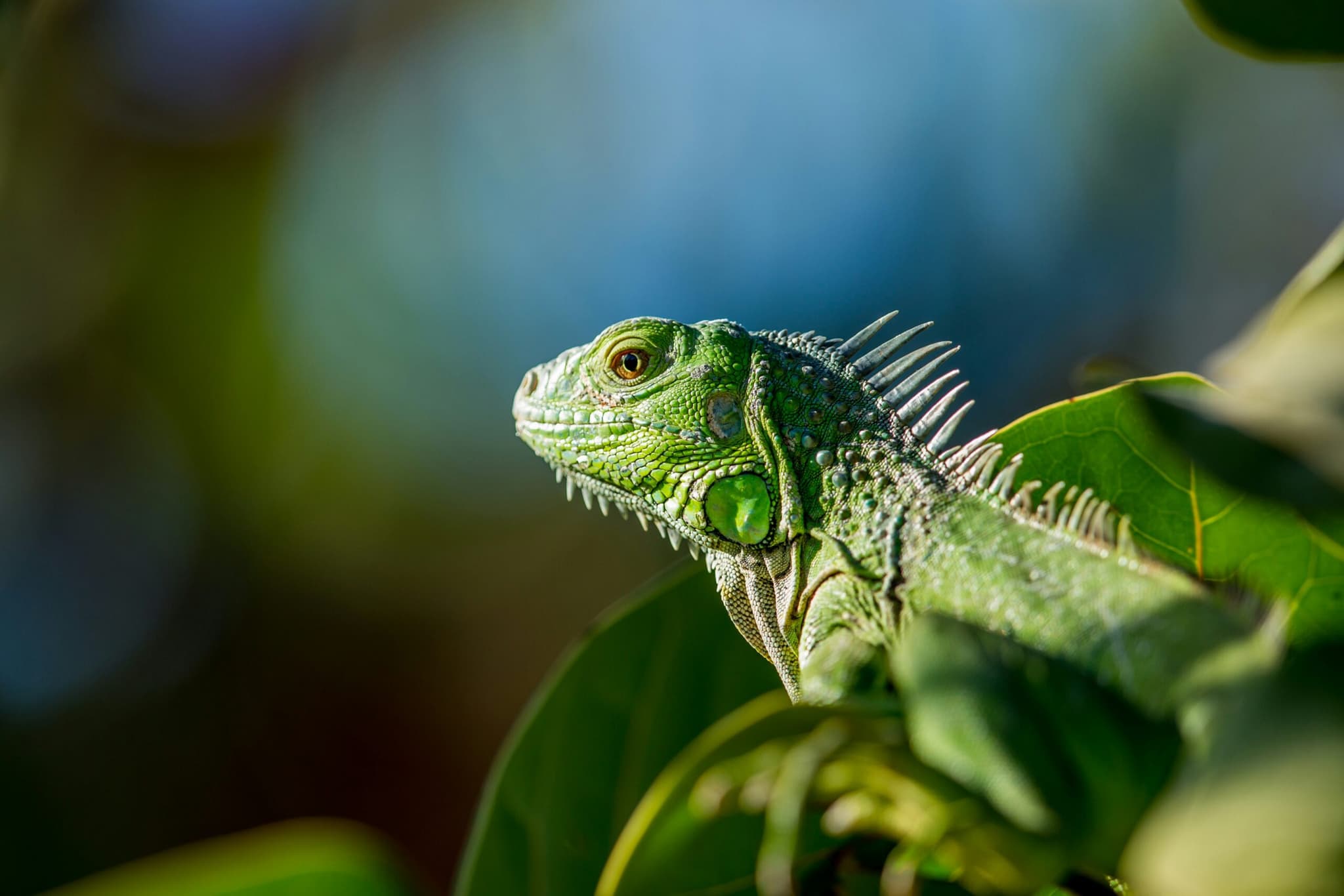 Iguana Picture from Unsplash