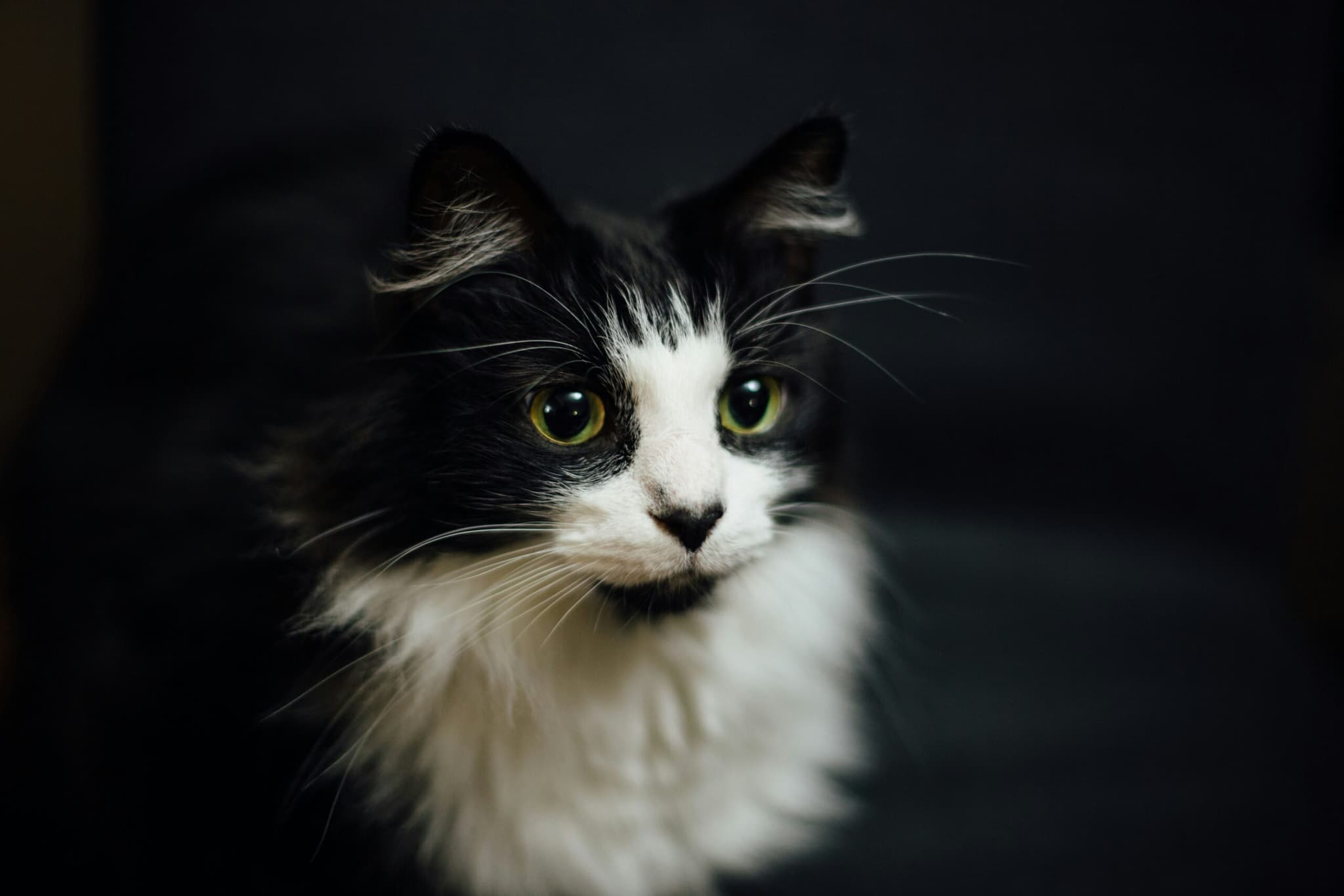 Black Cat Picture Staring