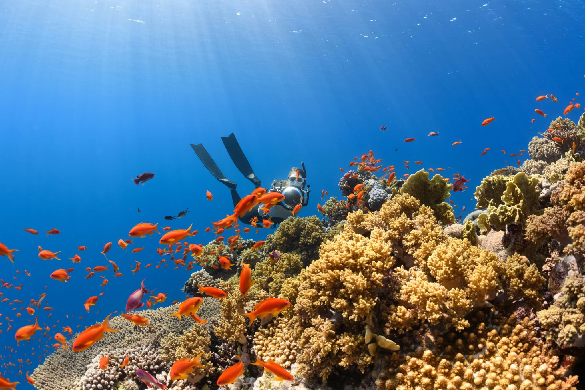 Coral Reef Picture