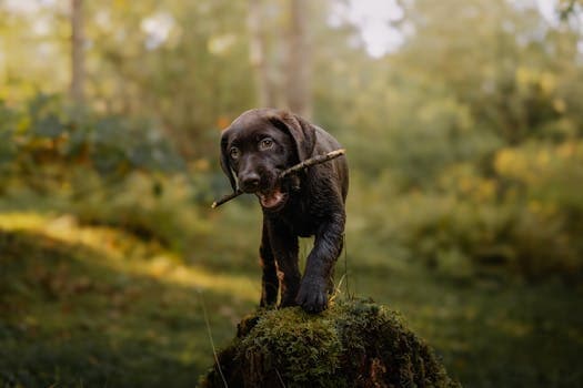 Photo by Elina Volkova on Pexels