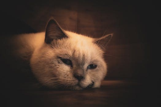 Photo by Jeapjeap Paw Paw on Pexels