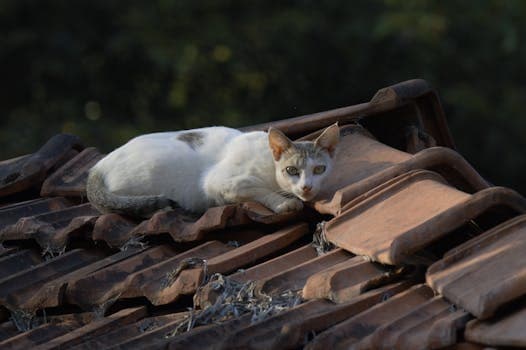 Photo by Vaishak Shanbhag on Pexels