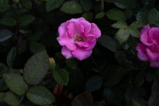 Photo by Manish Sharma on Pexels