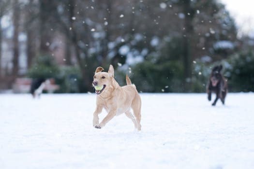 Photo by Ruben Boekeloo on Pexels