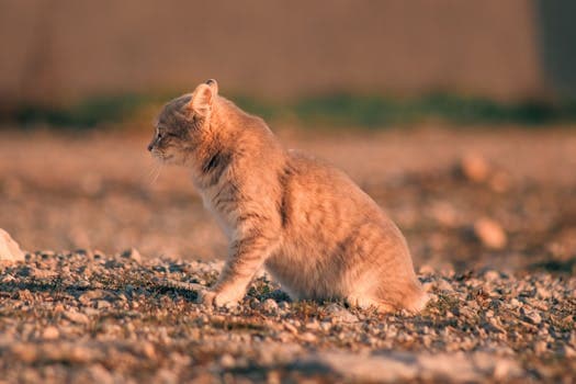 Photo by Ömer Gülen on Pexels