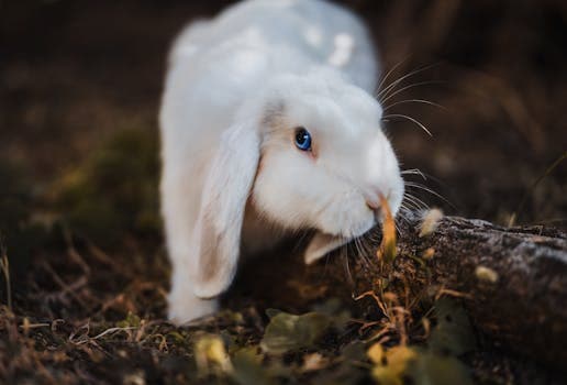 Photo by David Bartus on Pexels