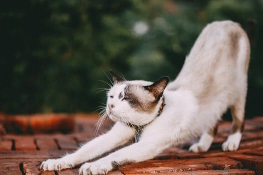 Photo by Tamba Budiarsana on Pexels