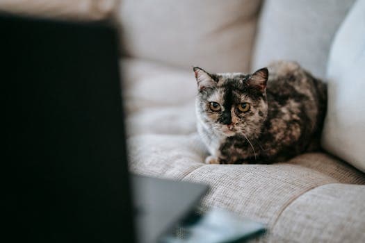 Photo by Sam Lion on Pexels