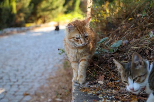 Photo by KAYA _ on Pexels