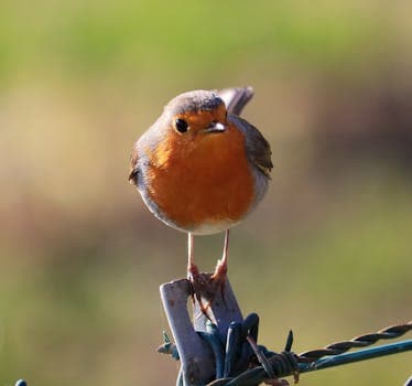 Photo by MAURO FOSSATI on Pexels