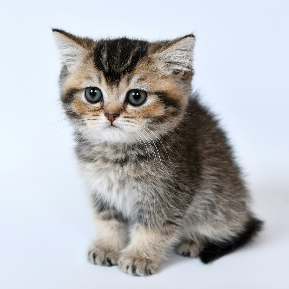 First-Time Kitten Owner Checklist: Everything You Need Before Bringing Kitty Home