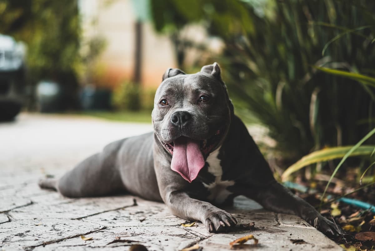 Signs Your Senior Dog Is in Pain and How to Help Them Feel Better