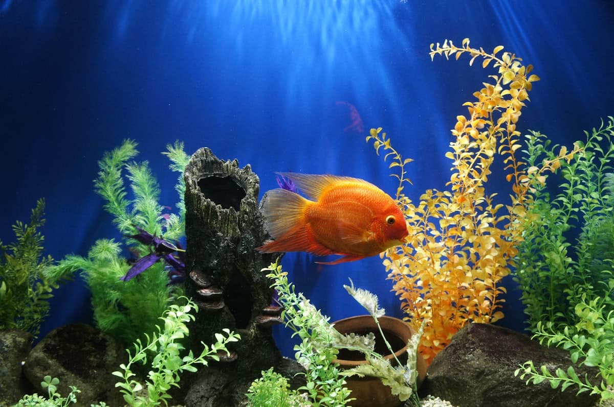 Beautiful planted aquarium with colorful fish