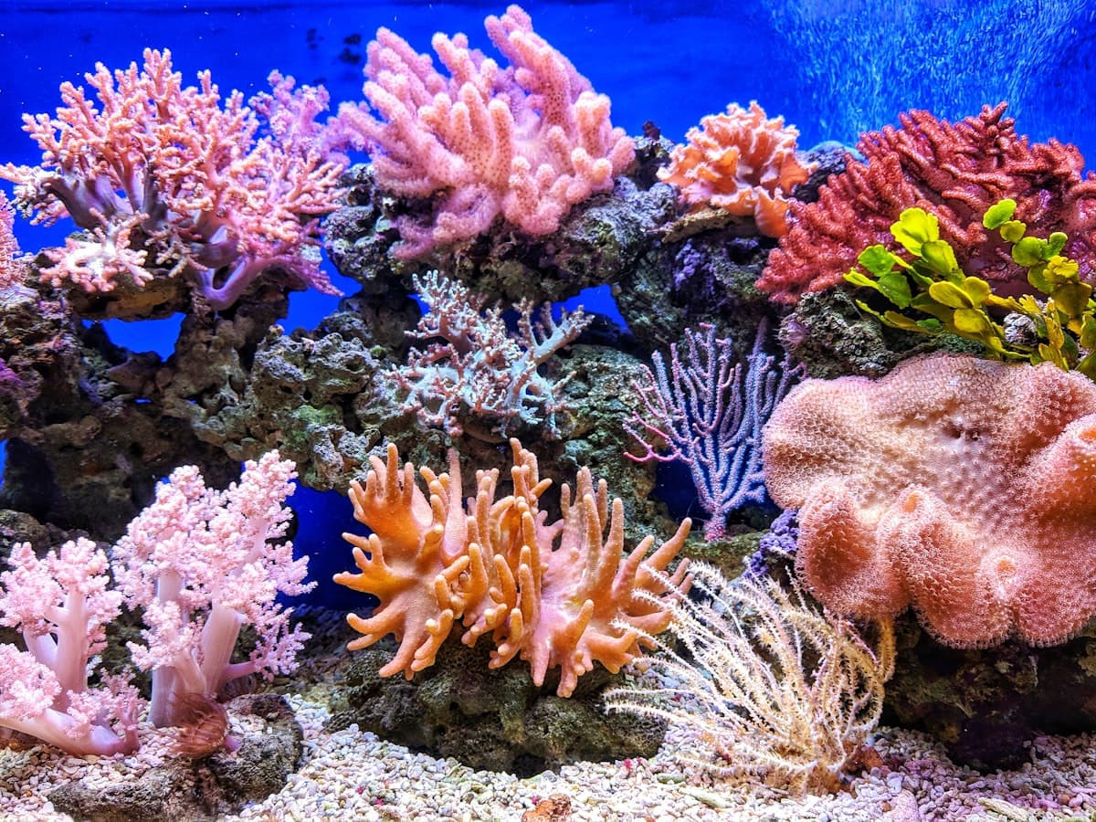 Coral reef underwater scene