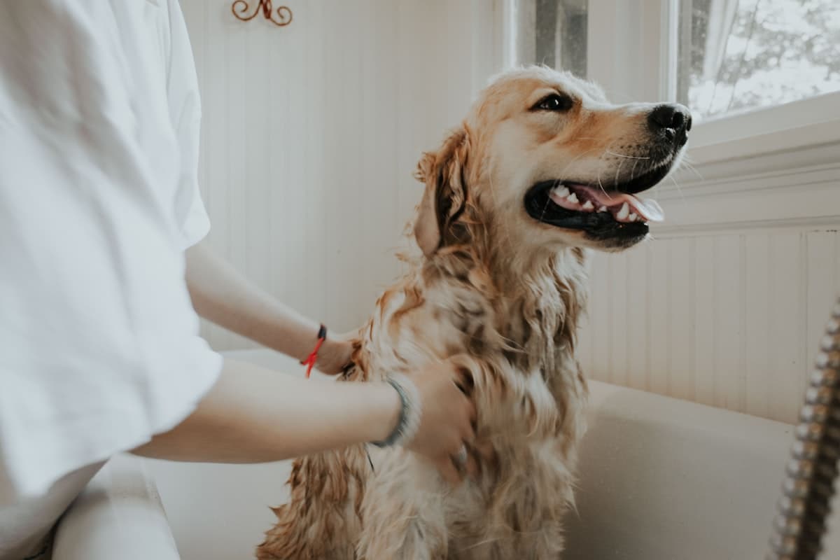 Dog being groomed at home with brush