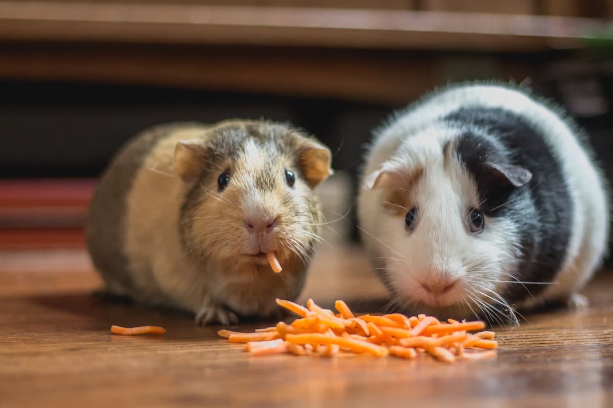 Cute guinea pig eating fresh vegetables