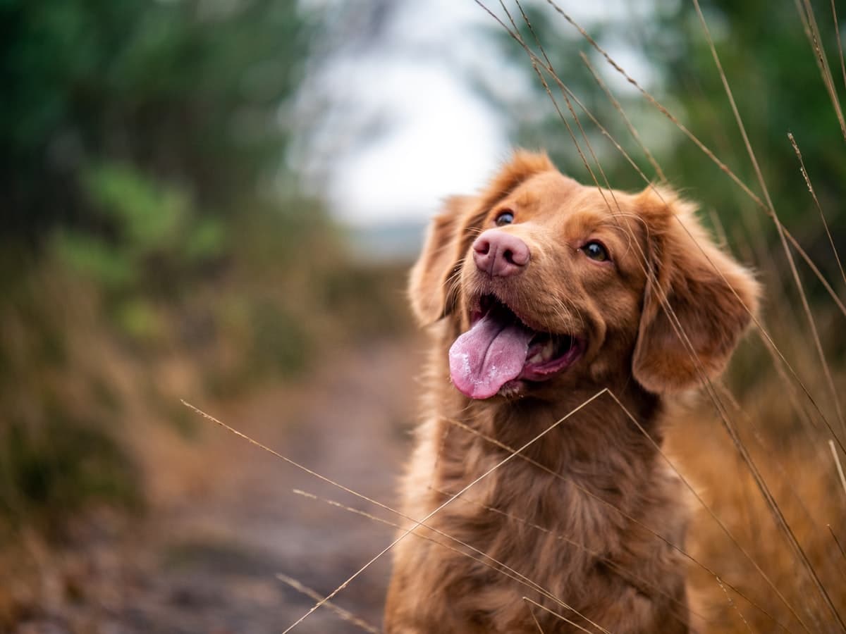 Two dogs running happily in a park