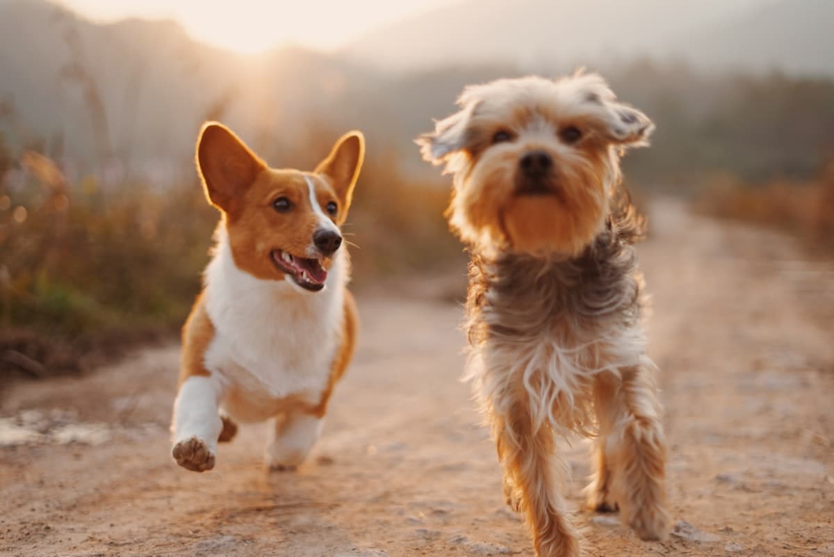 Dogs playing at a dog park